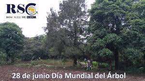 El 28 de junio se celebra el día mundial del árbol. 28 De Junio Dia Mundial Del Arbol Fecha Importante Para Recordar En El Equilibrio De La Naturaleza Sitio Oficial Cocesna