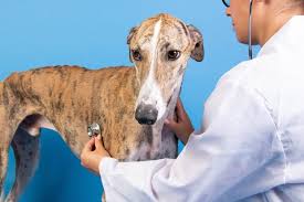 We utilize the best technology and advanced systems to diagnose and correct ailments such as broken bones. Sick As A Dog Local News Bend The Source Weekly Bend Oregon