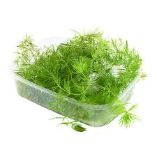 Image result for Ceratophyllum