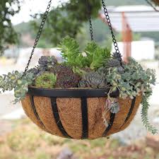 Image result for Anacampseros rhodesica