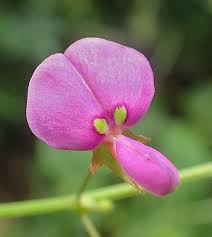 Image result for Dipcadi vaginatum