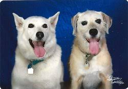 Member Profile: Sharon Leon