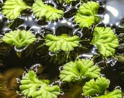 Image result for Utricularia appendiculata