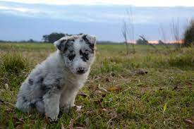 Cinza Border Collie Blue Merle