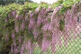 By characteristics or by cultivar name. Spring Planting Wonderful Wisteria