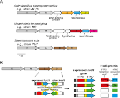 A Schematic Representation Of Type I Loci With Multiple Variable Hsds Download Scientific Diagram