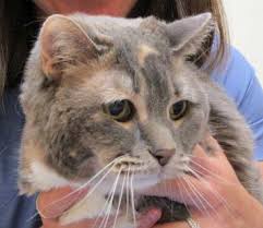 Their types of body language, including position of ears and tail, relaxation of whole body, and kneading of paws, are all indicators of mood. I Ve Got My Eye On You Feline Entropion Seattle Wa Veterinarians Veterinary Hospital Hawthorne Hills Veterinary Hospital Seattle