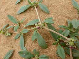 Image result for Gisekia