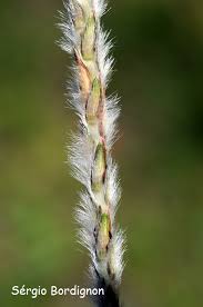 Image result for Elionurus muticus