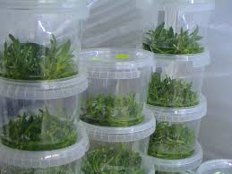 Maybe you would like to learn more about one of these? Ppm Plant Preservative Mixture Plant Science Plants Mixtures