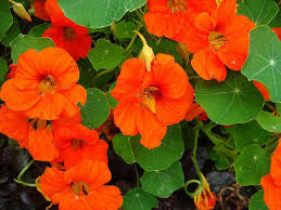 Nasturtiums — a beautiful flower that makes an excellent companion plant, the airborne chemical keeping insects away doesn't need to be difficult or require the use of chemicals. 16 Plants That Repel Unwanted Insects Including Mosquitoes