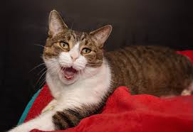 How much you can make as a pet sitter depends on a lot of things. Toronto Dog Photographers Blog