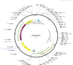 50.3 hours past 2 weeks. Addgene Pseva Gric6t
