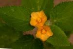 Image result for Hibiscus sidiformis
