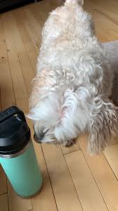 Cathy Welsh (@ccwelsh1994)'s videos with original sound