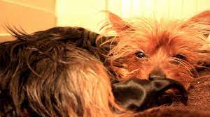 We specialize in the teddy bear look which is shorter snouts, fluffier coats, compact bodies and shorter legs. Teacup Yorkie And Her New Born Puppies Youtube