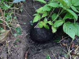 Les jardineries proposent des framboisiers à planter avec les racines nues ou en pot. Planter Un Framboisier Le Potiblog Jardin Bio