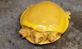 After rising cases of 'black fungus', reports over 'yellow fungus'. Rare Bright Yellow Turtle Spotted In India Social Media Goes Gaga Over It The Nation Press