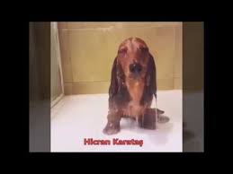 en komik kedi ve kopek videolari enkomikkedikopekvideolari komik kediler kopek hayvanlar