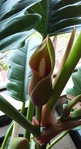(plant shown is just an example of what's in stock). Philo Jungle Boogie Blooming