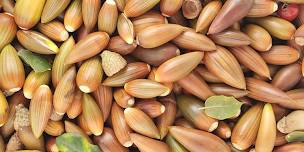 All About Acorns Workshop