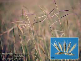 Image result for Bothriochloa bladhii