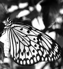 Black And White Striped Bee Uk Butterfly Fotos