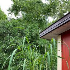 Iris 'Jolly Jester' Plant Care: Water, Light, Nutrients