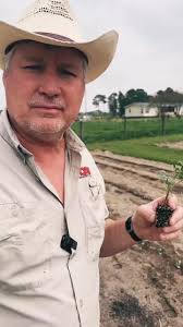 How To Transplant Your Tomatoes The Right Way! 🍅 #growyourownfood #fyp  #gardening #growhoss