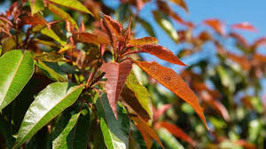 Image result for Swietenia