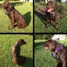 Depending on the footage you're hoping to capture, typically a front chest mount will produce the best results. Mutt Mount A Dog Harness With A Gopro Camera Mount Dog Harness Dogs Pets