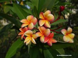 Bunga bunga adenium yang sangat indah, wajib di miliki buat para kolektor bunga adenium mania. Frangipani Flowers Bunga Kamboja Around My House Plumeria Flowers Flowers Frangipani