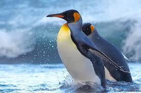 Maybe you would like to learn more about one of these? Penguins Australian Antarctic Program