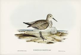 Free Public Domain Www Rawpixel Com Great Sandpiper Schoeniclus Magnus Illustrated By Elizabeth Gould Free Illustrations Illustration Birds Of Australia