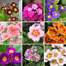 Multi Color Primula Malacoides Seeds Evening Primrose 200pcs Pack Plant Gifts Primula Flower Seeds