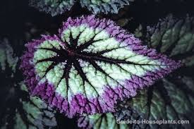 Other common names begonia 'escargot'. Rex Begonia House Plants Begonia Rex Picture Care Tips