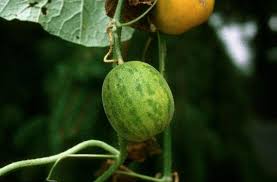 Image result for Cucumis melo