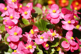 Maybe you would like to learn more about one of these? 10 Great Flowers For Central Indiana Engledow Group