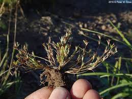 Image result for Juncus bufonius