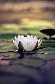 Pin By Stacy Gestring On Art Photography Beautiful Photography Nature Nature Photography Beautiful Nature