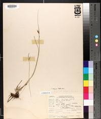 Image result for Scleria lagoensis