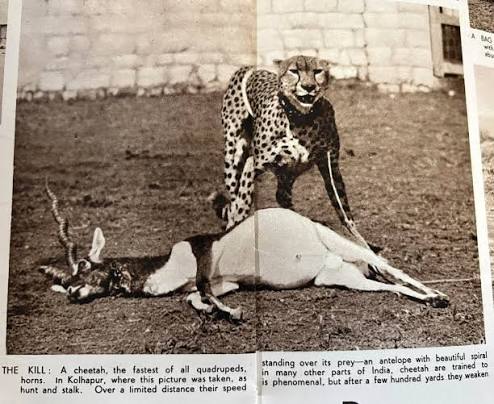 📸 Historic Glimpse | #WildlifeChronicles A rare photograph from Kolhapur — a trained cheetah stands over its prey, a blackbuck antelope with striking spiral horns. 🐆🦌 Once used in royal hunts, cheetahs
