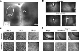Then how can a red cell survive without a nucleus? Microscopic Evaluation Of Cell Survival In Ldt A Coronal Brain Slice Download Scientific Diagram