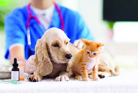 Group of kittens and puppies on a white background. Puppy And Kitten Welcome Packs An Overlooked Opportunity To Enhance Client Loyalty And Knowledge Mwi Animal Health