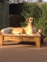 Usually a great dane puppy at several months age. Splendid Elevated Dog Beds For Great Danes Also Raised Dog Bed Gallery Photos Elevated Dog Bed Great Dane Puppy Raised Dog Beds