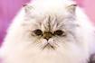 Types of Persian Cats - Annie Many