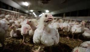 Die vogelgrippe, auch geflügelpest genannt, ist eine viruskrankheit, die unter vögeln auftritt. Streit Um Die Vogelgrippe Albert Schweitzer Stiftung