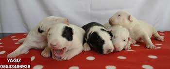 Satilik Bull Terrier Yavrulari Satilik Bull Terrier Yavrulari Kopek Kopekseverler Kopeksahiplendirme Kopekyavrusu Evcilhayvan Kopek Evcil Hayvanlar