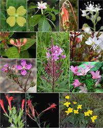 Image result for Onagraceae