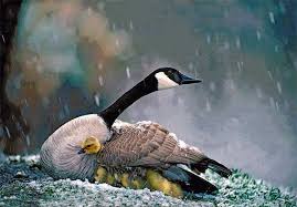 Birds That Lay Eggs On The Ground Ontario Artistloveworld Birds Pet Birds Animals Beautiful